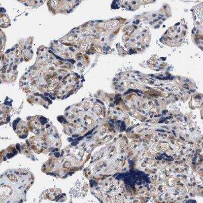 Immunohistochemistry-Paraffin: KIAA0355 Antibody [NBP1-90943]