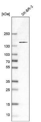Western Blot: KIAA0355 Antibody [NBP1-90943]