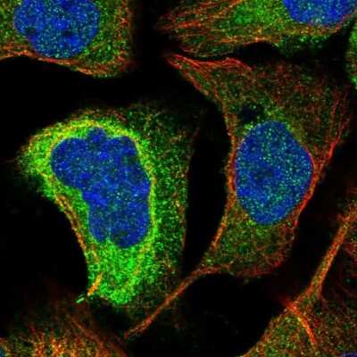 Immunocytochemistry/ Immunofluorescence: KIAA0753/MNR Antibody [NBP1-90931]