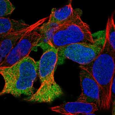 Immunocytochemistry/ Immunofluorescence: KIAA0895 Antibody [NBP2-30822]