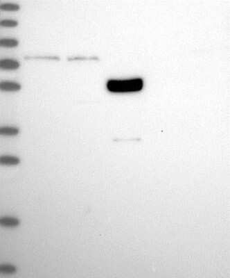 Western Blot: KIAA1324L Antibody [NBP1-94056]
