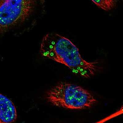 Immunocytochemistry/ Immunofluorescence: KIAA1328 Antibody [NBP1-90892]