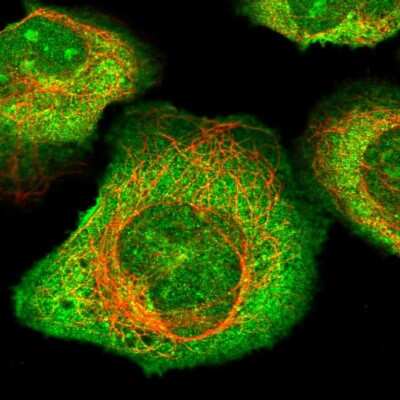 Immunocytochemistry/ Immunofluorescence: CFAP97 Antibody [NBP2-47408]