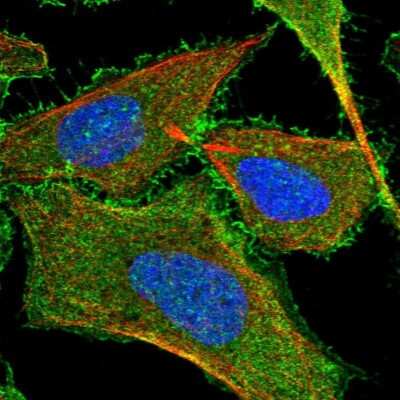 Immunocytochemistry/ Immunofluorescence: KIAA1522 Antibody [NBP2-58457]