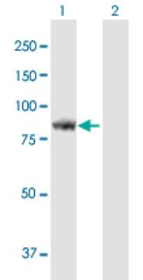 Western Blot: KIAA1841 Antibody [H00084542-B01P]