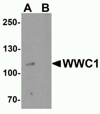 Western Blot: KIBRA AntibodyBSA Free [NBP2-82101]
