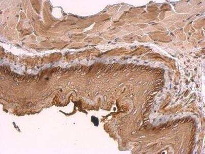 Immunohistochemistry-Paraffin: KIDINS220 Antibody [NBP1-31216]