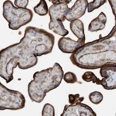 Immunohistochemistry-Paraffin: KIF1-binding protein Antibody [NBP2-48640]