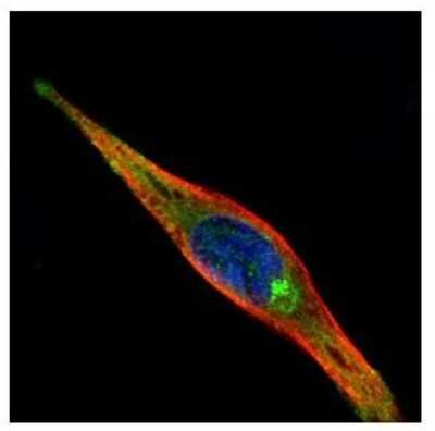 Immunocytochemistry/ Immunofluorescence: KIF13A Antibody [NBP2-17046]