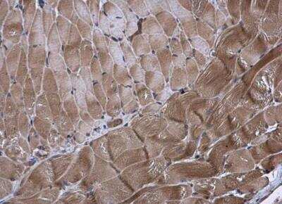 Immunohistochemistry-Paraffin: KIF13A Antibody [NBP2-17046]