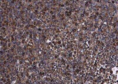 Immunohistochemistry-Paraffin: KIF13A Antibody [NBP2-17046]