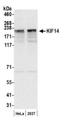 Western Blot: KIF14 Antibody [NB100-254]