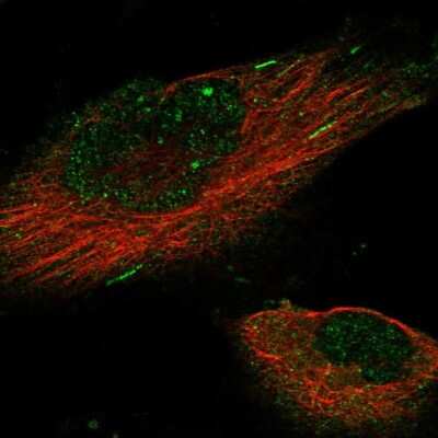 Immunocytochemistry/ Immunofluorescence: KIF18B Antibody [NBP1-90882]