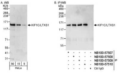 Immunoprecipitation: KIF1C Antibody [NB100-57507]