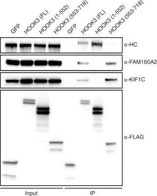 Western Blot: KIF1C Antibody [NB100-57510]
