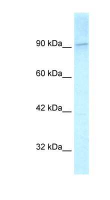 Western Blot: KIF1C Antibody [NBP1-58137]