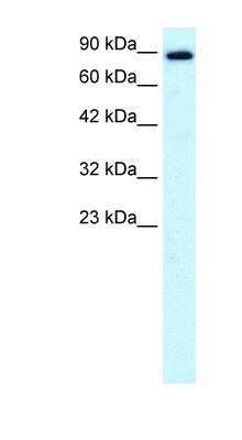 Western Blot: KIF21A Antibody [NBP1-58143]