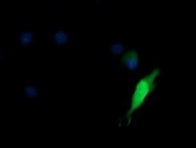 Immunocytochemistry/ Immunofluorescence: KIF25 Antibody (OTI2F4) - Azide and BSA Free [NBP2-71077]