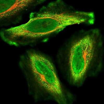 Immunocytochemistry/ Immunofluorescence: KIF26A Antibody [NBP2-14158]