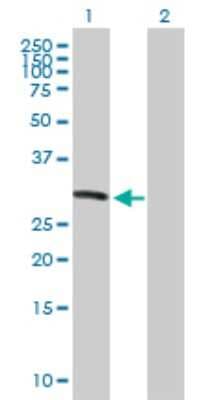 Western Blot: KIF26A Antibody [H00026153-B01P]