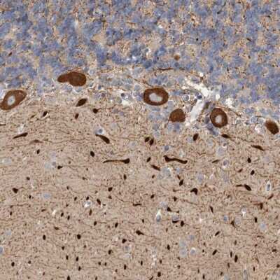 Immunohistochemistry-Paraffin: KIF26B Antibody [NBP1-90443]