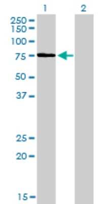 Western Blot: KIF2C Antibody (1G2) [H00011004-M01]