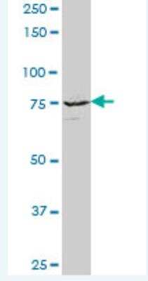 Western Blot: KIF3A Antibody [H00011127-B01P-50ug]