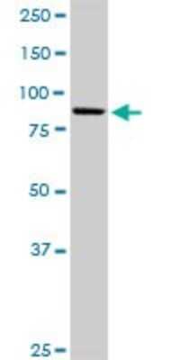 Western Blot: KIF3B Antibody [H00009371-B01P]