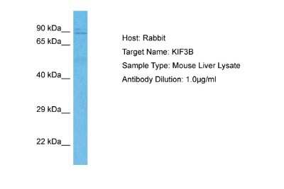 Western Blot: KIF3B Antibody [NBP2-82236]