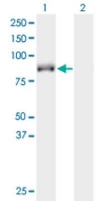 Western Blot: KIF9 Antibody (4E9) [H00064147-M07]