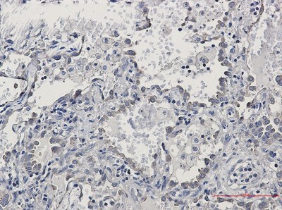 Immunohistochemistry-Paraffin: KIFAP3 Antibody (S03-6C6) [NBP3-19882]