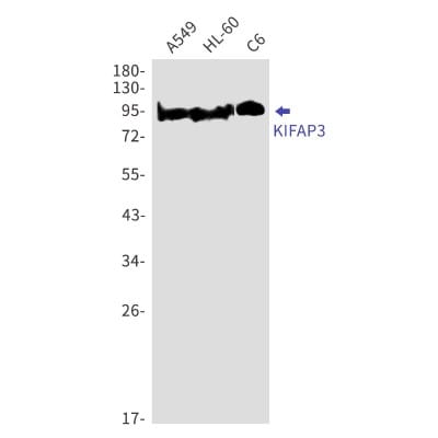 Western Blot: KIFAP3 Antibody (S03-6C6) [NBP3-19882]