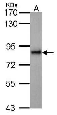 Western Blot: KIFC3 Antibody [NBP2-17058]