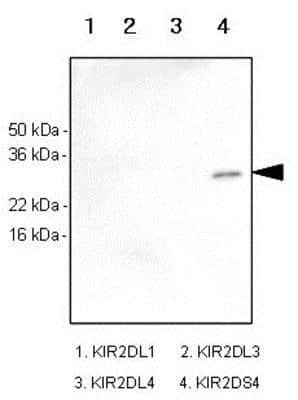 Western Blot: KIR2DS4/CD158i Antibody (5F2)BSA Free [NBP1-04314]