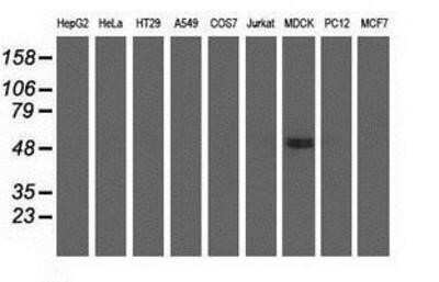 Flow Cytometry: KIST Antibody (OTI2H4) - Azide and BSA Free [NBP2-72383]