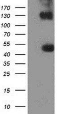 Western Blot: KIST Antibody (OTI2H4)Azide and BSA Free [NBP2-72383]