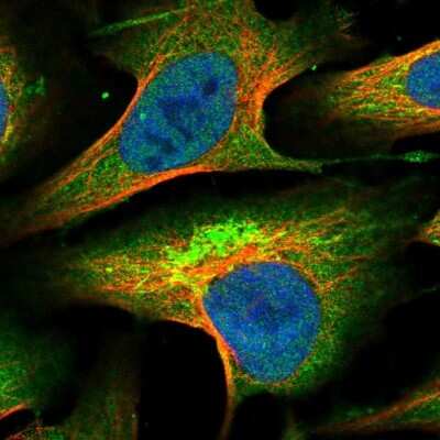 Immunocytochemistry/ Immunofluorescence: KLC2 Antibody [NBP1-83722]
