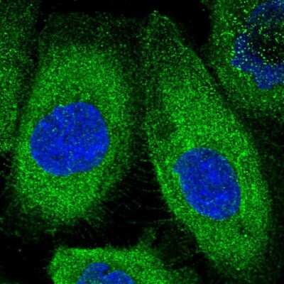 Immunocytochemistry/ Immunofluorescence: KLC2 Antibody [NBP1-83723]