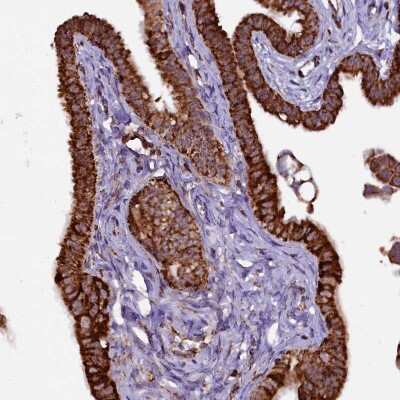 Immunohistochemistry-Paraffin: KLC2 Antibody [NBP1-83722]