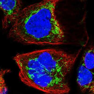 Immunocytochemistry/ Immunofluorescence: KLC4 Antibody [NBP1-88772]