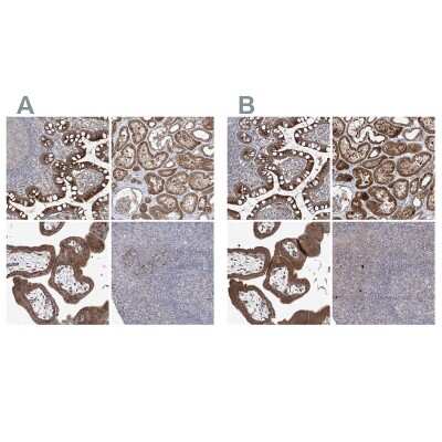Immunohistochemistry-Paraffin: KLC4 Antibody [NBP1-88773]