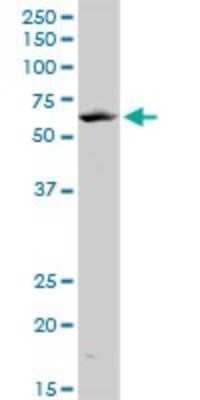 Western Blot: KLF10 Antibody (1H3) [H00007071-M15]