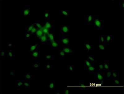 Immunocytochemistry/ Immunofluorescence: KLF11 Antibody (10D8) [H00008462-M03]
