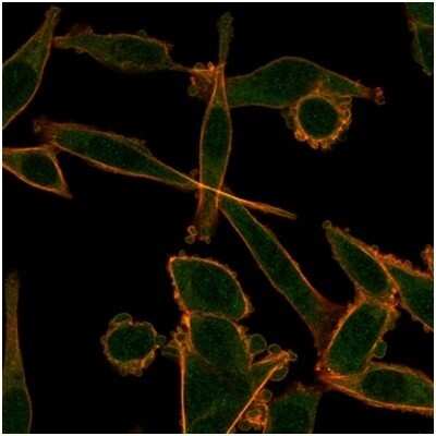 Immunocytochemistry/ Immunofluorescence: KLF12 Antibody (PCRP-KLF12-1E3) [NBP3-13848]