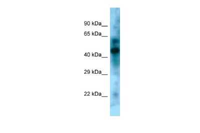 Western Blot: KLF15 Antibody [NBP2-84121]