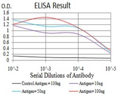 ELISA: KLF2 Antibody (2F12A11) - BSA Free [NBP2-61812]