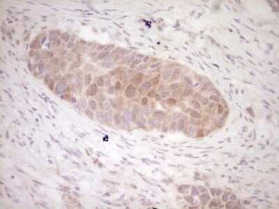 Immunohistochemistry: KLF2 Antibody (OTI3A10) - Azide and BSA Free [NBP2-71597]