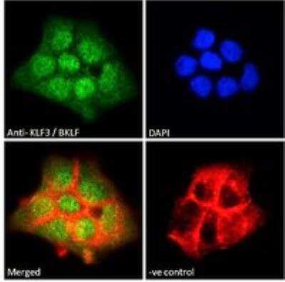 Immunocytochemistry/ Immunofluorescence: KLF3 Antibody [NB100-1018]