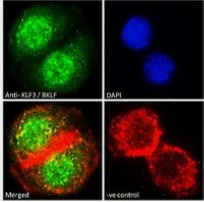 Immunocytochemistry/ Immunofluorescence: KLF3 Antibody [NB100-1018]