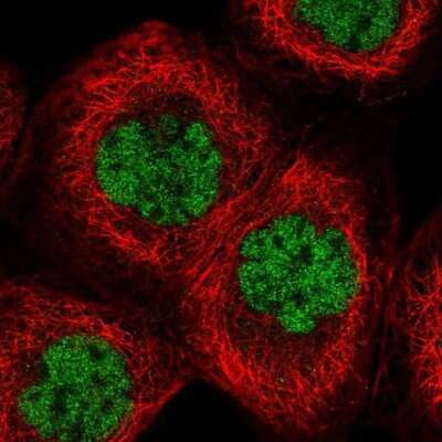 Immunocytochemistry/ Immunofluorescence: KLF3 Antibody [NBP2-48937]